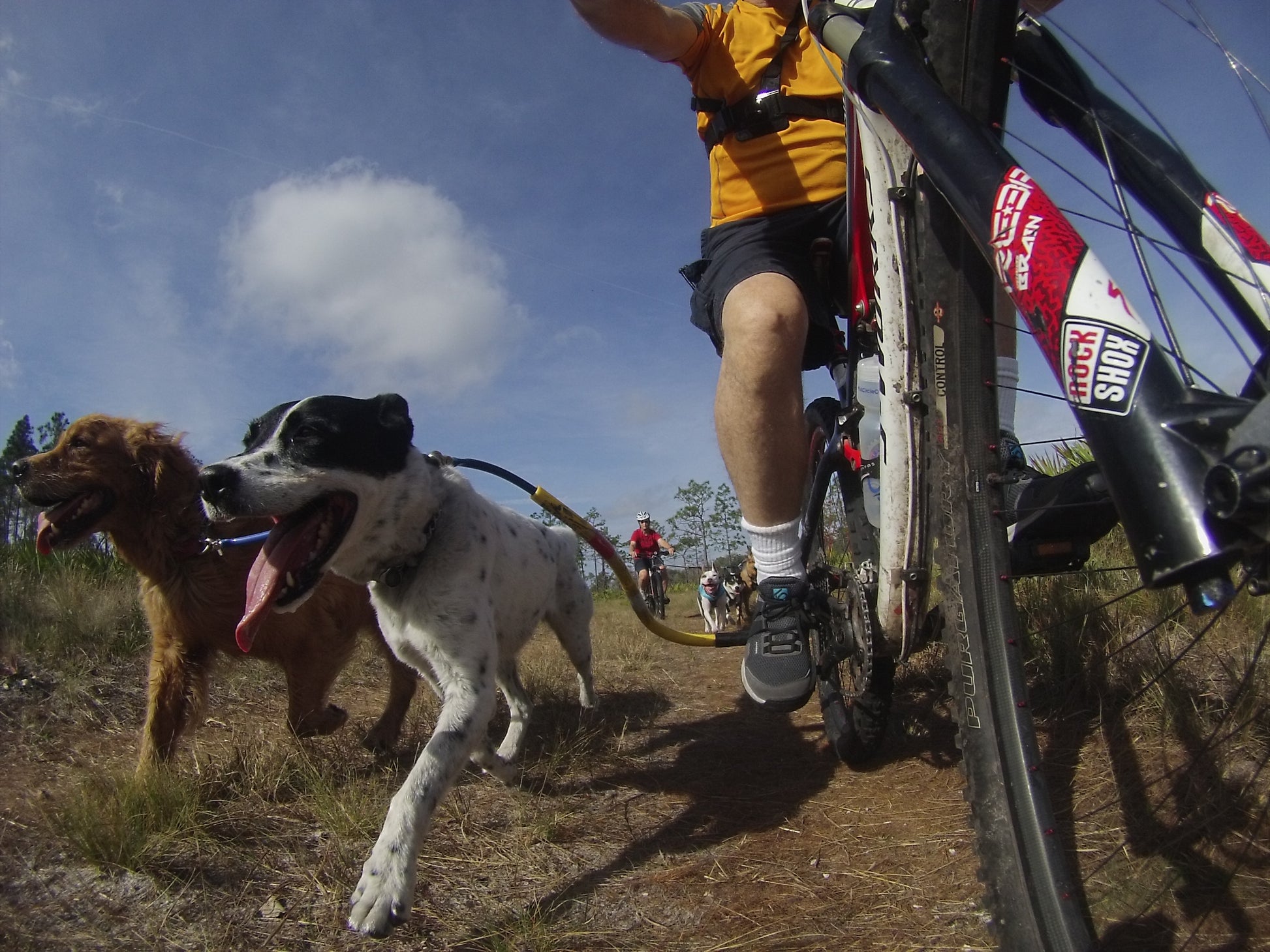 A White dog with black spots & pointy ears clipped to a yellow Bike Tow Leash®, on the right, attached to a red & white bike, the rider is wearing an orange shirt; the golden retriever is attached to the Bike Tow Leash via the BTL dog coupler. in the background is a trail with other dogs and bikers racing in the same dry mush race.